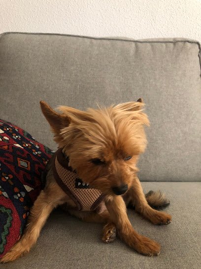 ANIMALIKOS. PELUQUERÍA CANINA, GUARDERIA, ALIMENTACIÓN Y ACCESORIOS PARA MASCOTAS en San Isidro