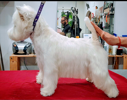 Peluqueria Canina y Spa Anthares en Móstoles