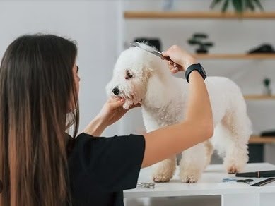 PERRITOS ENCANTADOS en San Sebastián de los Reyes