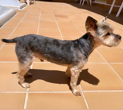 Con Perros Colmenar en Colmenar Viejo