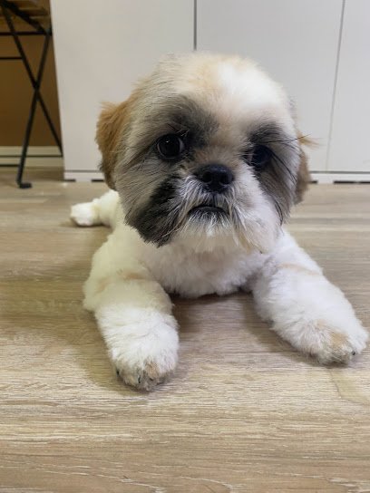 Peluquería DoggyLand en Getafe