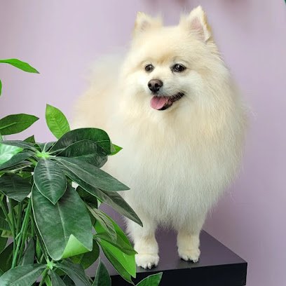 PELUQUERIA CANINA Y GUARDERIA en Arroyomolinos