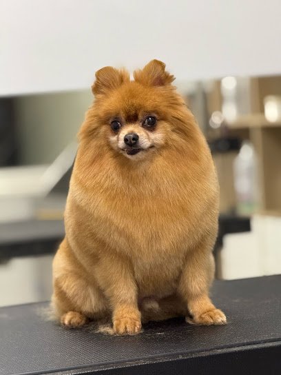 PELUQUERIA CANINA CAN-NINOS COSLADA en Coslada