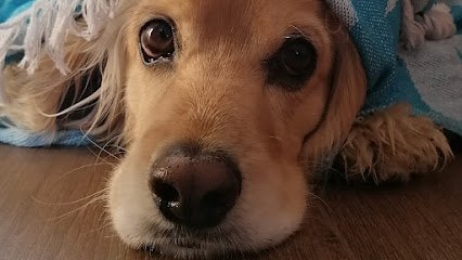 MOBILE SHOWER DOG & SPA (Peluquería canina a domicilio) en Boadilla del Monte