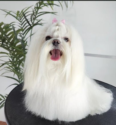 Peluqueria Canina Aluche en Aluche