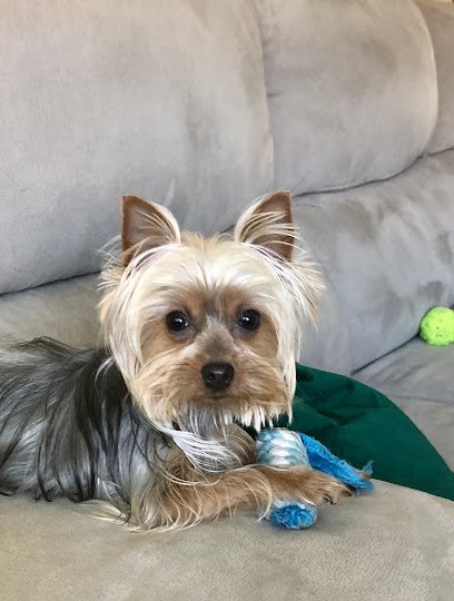 Puercoespin en Alcalá de Henares