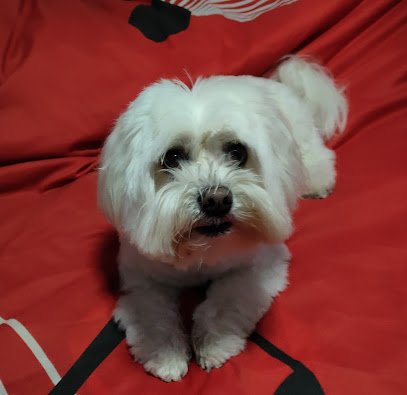 Peluquería canina | Dog-Art en Fuenlabrada