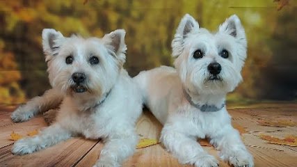 Pelu Canina Huellas en Getafe