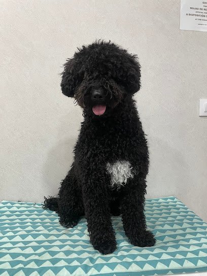 Qué GUAUpos ! Peluquería Canina en Fuenlabrada