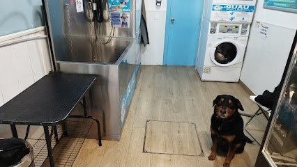 Guau qué limpio! autolavado de mascotas en Carabanchel
