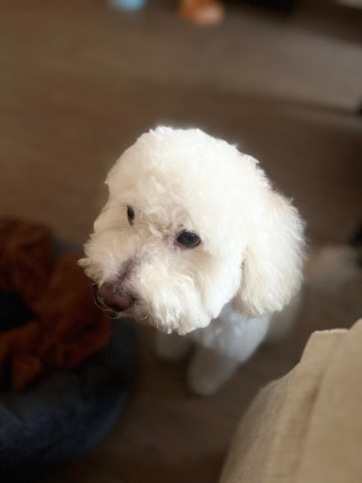 Peluquería canina Las Huellas de Mía en Moratalaz