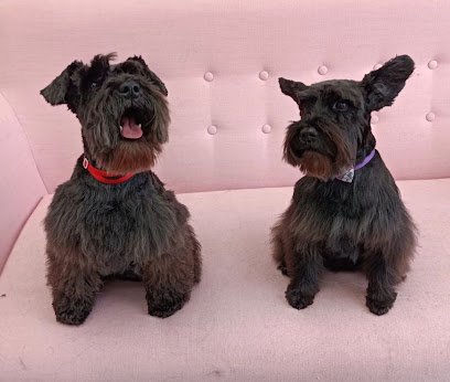 Carambola Peluquería Canina en San Sebastián de los Reyes