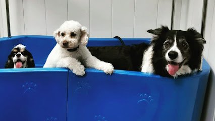 Peluquería Canina Glamdogs Boadilla en Boadilla del Monte