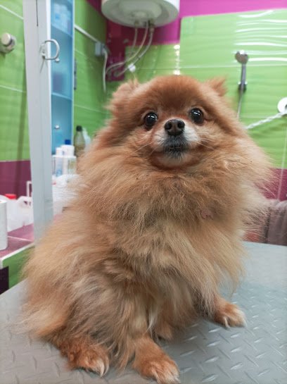 Peluquería Canina Perrotos & Gatunos Alicia en Boadilla del Monte