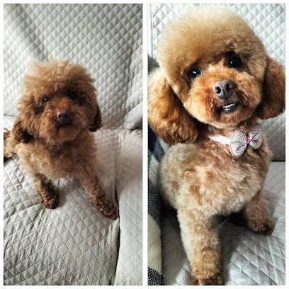 The dog house en Moratalaz