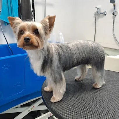 David Izquierdo Estilismo Canino en Leganés