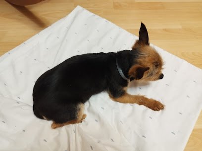 Petworks en San Isidro