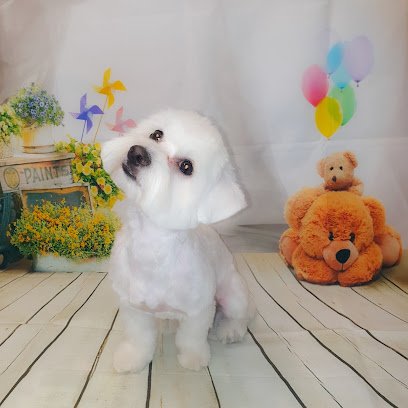 TAKSA peluquería canina en Villaverde