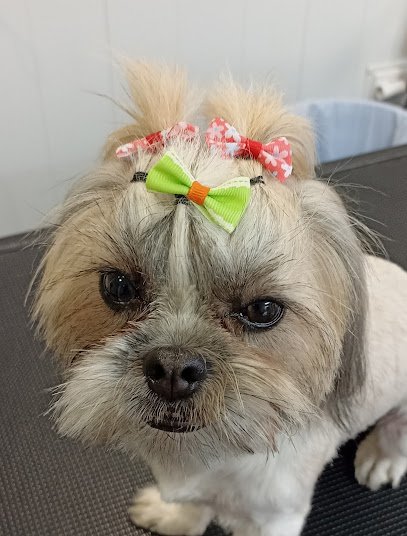 Peluqueria Canina Tango y Lola en Getafe
