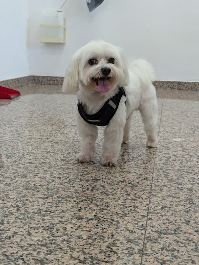 Lobo Norte en Coslada