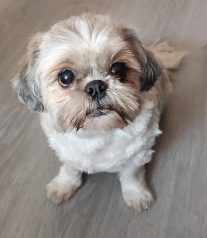 Peluquería Canina Luna en Torrejón de Ardoz
