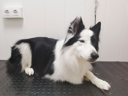 Peluquería Canina Rosa Pardo en Leganés