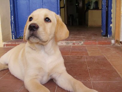 Canhotel residencia canina en Valdebebas