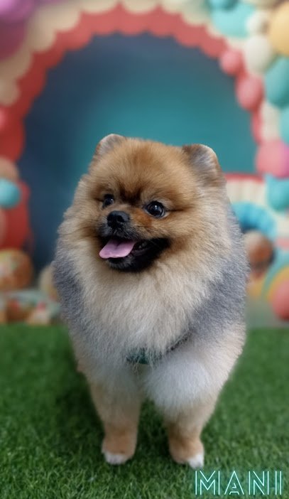 Peluquería Canina “La Perruqueria de Getafe” en Getafe