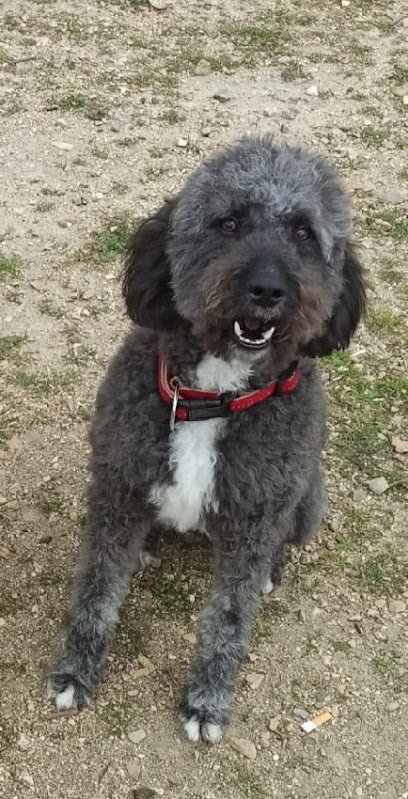 Peluquería Canina Marisa en Moratalaz