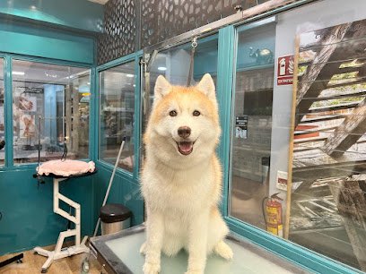 Peluquería canina Miss & Mister Can en Pozuelo de Alarcón
