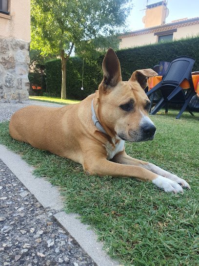 Peluquería Canina Diana en Pinto