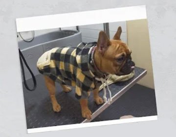 Peluquería canina San Fernando