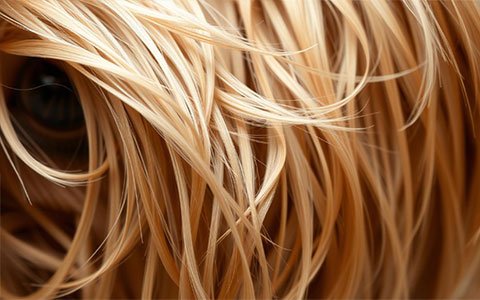 pelo hidratado yorkshire